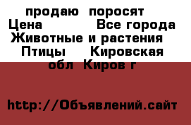 продаю  поросят  › Цена ­ 1 000 - Все города Животные и растения » Птицы   . Кировская обл.,Киров г.